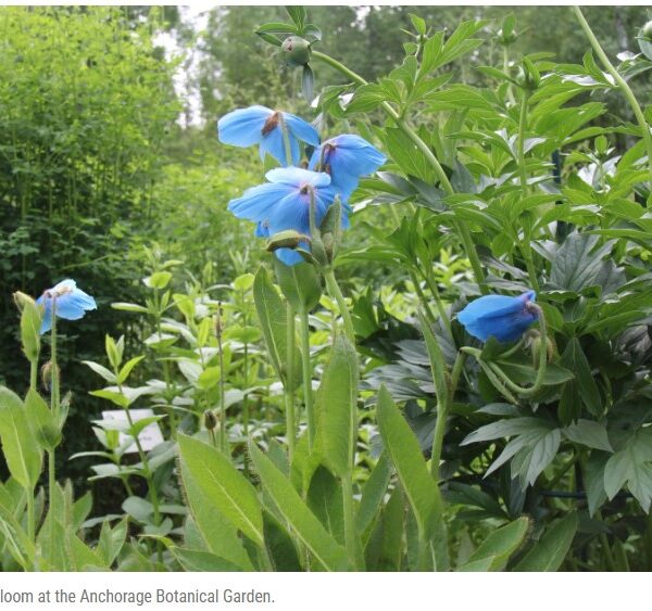 Alaska Public Media photo of blue poppies bloom at the Anchorage Botanical Garden.