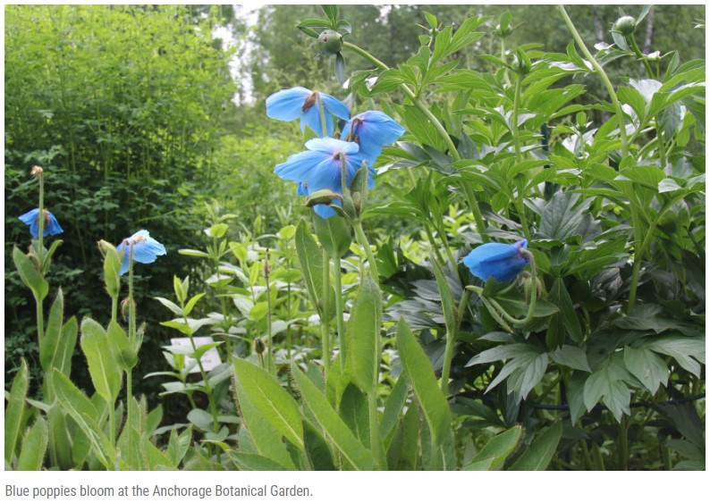 Alaska Public Media photo of blue poppies bloom at the Anchorage Botanical Garden.