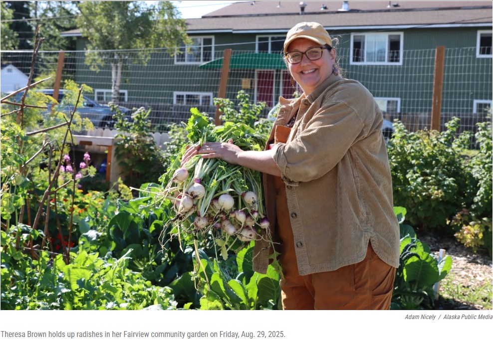 Alaska Public Media's photo of Theresa Brown holding up radishes in her Fairview community garden.