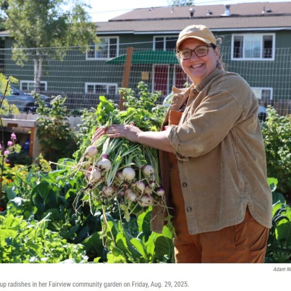 Alaska Public Media photo, Theresa Brown holds up radishes in her Fairview community garden