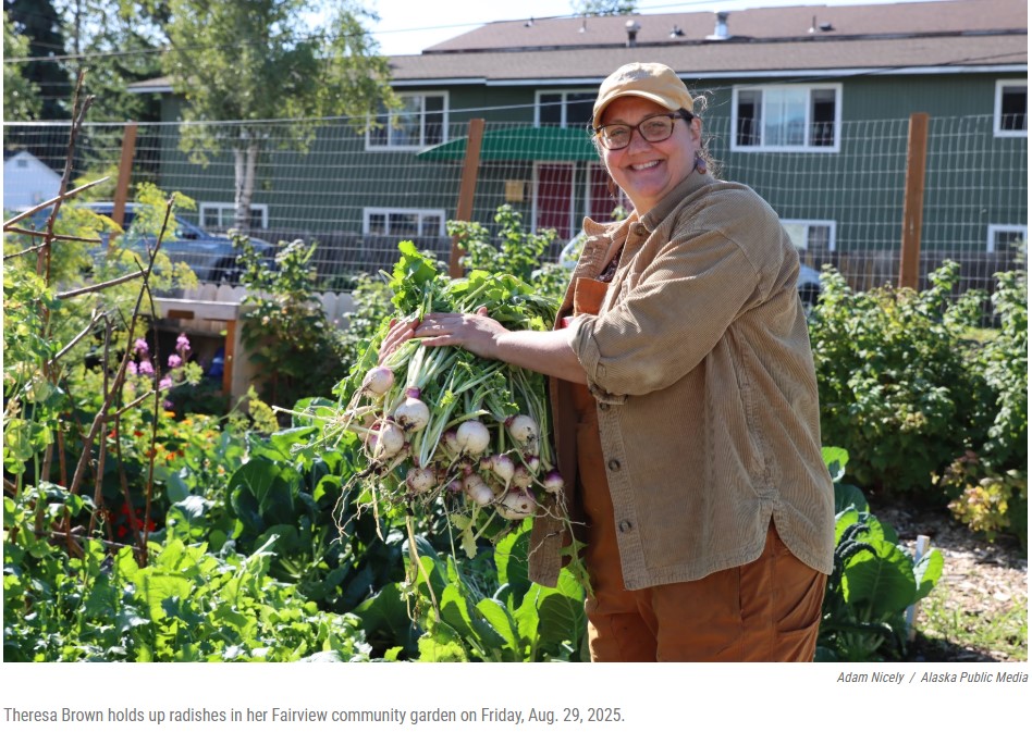 Alaska Public Media photo, Theresa Brown holds up radishes in her Fairview community garden